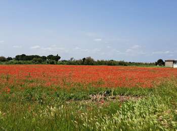 Tour Elektrofahrrad Lunel - Grande Motte Grau du Roi tour Cabonière  - Photo