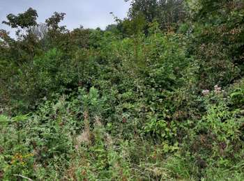 Trail Walking Les Arsures - les arsures - Photo