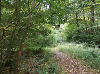 Tour Wandern Boissy-Saint-Léger - GRP CV-IDF V06 Boissy-ST-Léger à Boussy-St-Antoine - Photo