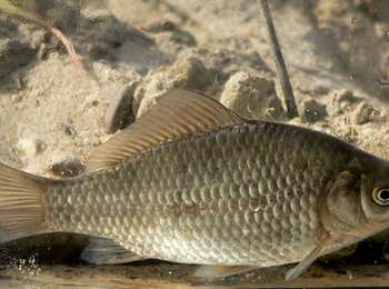 Randonnée A pied Maasgouw - Molenplas - Photo