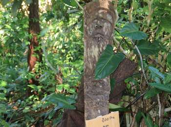 Excursión Senderismo Hienghène - 2023-04-14_08h36m52_cascade-de-tao-hienghene - Photo