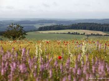 Trail Walking Marche-en-Famenne - Walk through the Hedrée valley - Photo