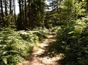 Trail Walking Kelmis - 20200730 - Les 3 Bornes 7.3 Km - Photo