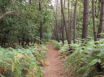 Randonnée Marche Saint-Étienne-de-Chigny - Saint-Étienne-de-Chigny - PR Sentier du Pont-de-Bresme - 8.3km 85m 2h10 - 2025 08 30 - Photo