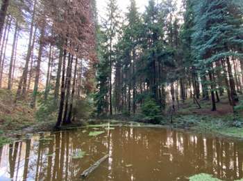 Tocht Stappen Tervuren - Tervuren et son arboretum - Photo