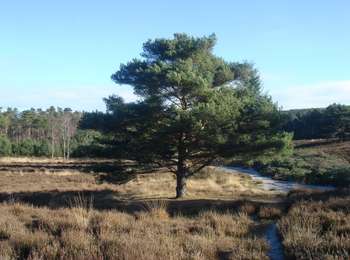 Randonnée A pied Heerlen - Brunssummer Heide Donkergroene route - Photo