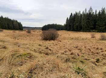 Trail Walking Büllingen - Vallée de la Schwalme - Photo