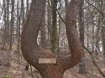 Tour Wandern Baelen - 20220321 - Perkiets 7.2 Km - Photo