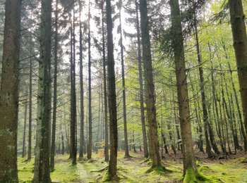 Trail Walking Eupen - 2021-08-07_23h57m17_barrage-eupen - Photo