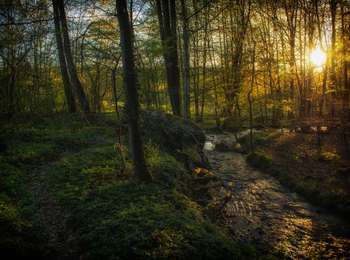 Trail On foot Nassogne - 23. Promenade de la Diglette - Photo