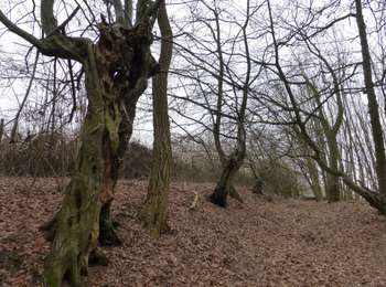 Percorso A piedi Tongeren - Overrepen - Photo