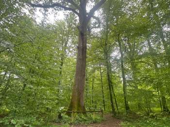 Trail Walking Villafans - Charbon et sel raccourcie pour  - Photo