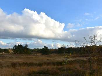Tour Zu Fuß Lanaken - La Butte aux Bois Groene rechthoek - Photo