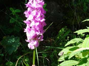 Tocht Stappen Bagnères-de-Luchon - 2020-07-08 hospice de France - cabane de campsaure - pic entecade Espagne- hospice de France.  - Photo