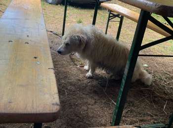 Trail Walking La Tour-du-Meix - Vouglan camping jeudi chiens pluies  - Photo