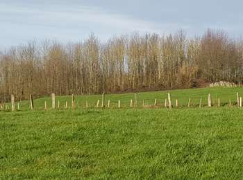 Trail Walking Ellezelles - Adeps Ellezelles 10 km - 29/12/2019 - Photo