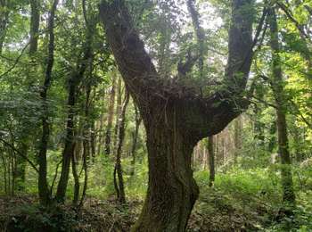 Randonnée Marche Saint-Arnoult-en-Yvelines - STAEY 2 - Photo