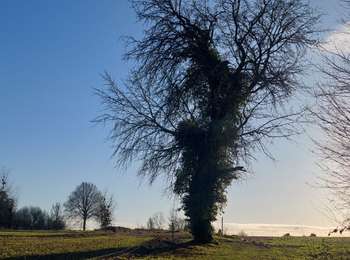 Trail Walking Binche - Entre Buvrinnes et Bonne-Espérance - Photo