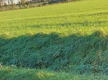 Trail Walking Lessines - Bois de Lessinnes adeps - Photo