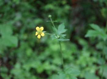Percorso A piedi Esch-sur-Alzette - Auto-Pédestre Esch-sur-Alzette - Photo