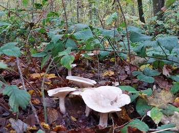 Trail Walking Sambreville - Marche entraînement  velaine s/s - Photo