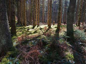 Percorso Marcia Charbonnières-les-Varennes - Le Puy de Paugnat  - Photo