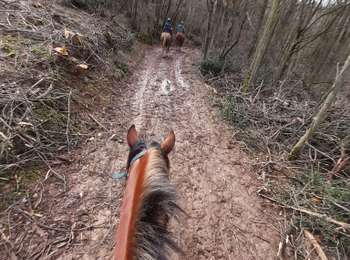 Trail Horseback riding Saint-Germain-au-Mont-d'Or - confirme avec Karine  - Photo