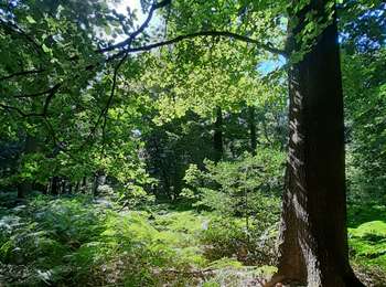 Trail Walking Braine-le-Comte - Bois et Sablière  - Photo