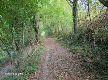 Trail Walking Champignelles - Louesmes Champignelles 89 - Photo