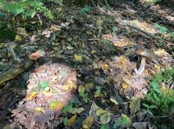 Trail Walking Joigny - Champignon joigny  - Photo
