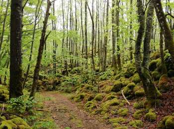Percorso Marcia Saint-Pierre-le-Chastel - St Pierre le Chatel Tournebise - Photo