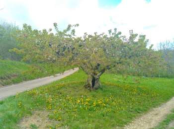 Trail Walking Jussy - Jussy Age d'Or 23042023 - Photo