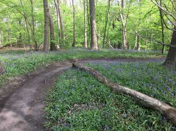 Trail Walking Fleurus - Deux abbayes  - Photo