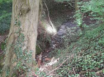 Trail Walking Manage - Mariemont - Photo