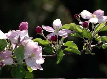 Percorso Marcia Bulhon - Bulhon_Balade_Pommier - Photo