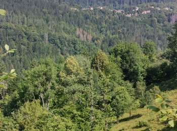 Trail Walking Villard-Saint-Sauveur - 39 Villard st Sauveur cascade de la queue de cheval  - Photo