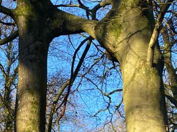 Trail Walking Gerpinnes - Visite chez Eric-Emmanuel Schmidt - Photo