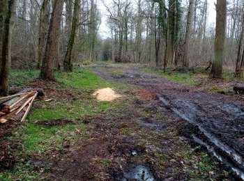 Trail Nordic walking Colfontaine - mielikki  - Photo