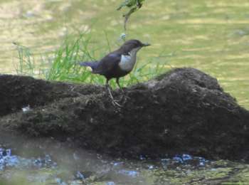 Trail Walking Plombières - 20220623 - Ornitho Moresnet 5.1 Km - Photo