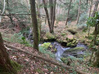 Trail Walking Brassac - Ruisseau du Ser  - Photo