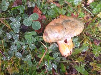 Trail Walking Septmoncel les Molunes - les platières (moussières) - Photo