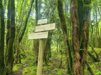 Trail Walking Coyron - coyron - Photo