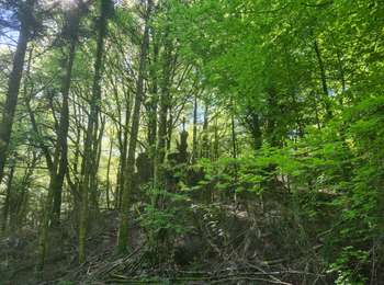 Tour Nordic Walking Lauroux - SityTrail - Labeil Forêt de l'Escandorgue Juin 2021 - Photo