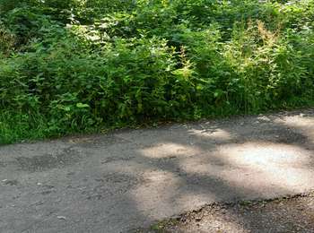 Trail Nordic walking Colfontaine - Mielikki tour du lait Buré - Photo