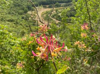 Tour Wandern Vissec - Visser - Photo