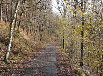 Trail Horseback riding Viroinval - Olloy Oignies Regniessart - Photo
