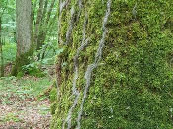 Excursión Bici de montaña Saint-Clément - sortie vtt du 14062020 Antenne de Lunéville par Mont Sur Meurthe - Photo