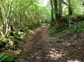 Trail Walking Faucogney-et-la-Mer - Boucle La Mer vers Beulotte Saint Guillaume  - Photo