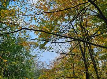 Trail Walking Esneux - 2023-11-10_18h47m33_1728.gpx.xml - Photo