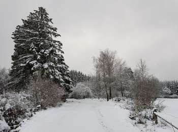 Trail Walking Stavelot - Hockai - Le Trôs Maret - La Fagne du Fraineu - Photo